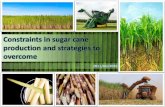 constraints in sugarcane production and strategies to overcome