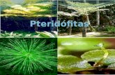 Pteridófitas seminario de biologia