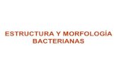 Morfologia bacteriana .jurp
