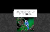 Protection of the birds