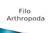 Características dos Artrópodes