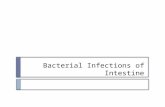 Bacterial infections of intestine in animals
