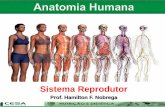 Aula 12   sistema reprodutor masculino e feminino - anatomia e fisiologia