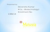 meiosis presented by Devendra KUmar