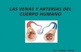 Las venas y arterias del cuerpo humano