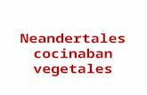 Neandertales cocinaban vegetales