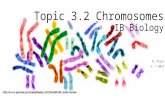 DP Bio Topic 3-2 Chromosomes