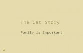 The cat story