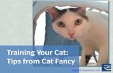 Training Your Cat, by Grinning Cat Sitters