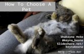 How To Choose A Pet