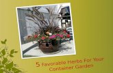 5 favorable herbs for your container garden