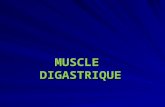 Muscle digastrique