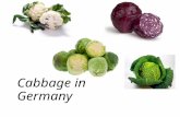Cabbage in Germany