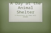 A Day at the Animal Shelter