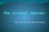 the cranial nerves