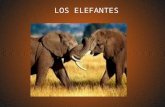 Los Elefantes Gabriela Baracaldo