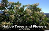Native Trees and Flowers