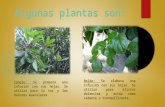 Plantas chilenas