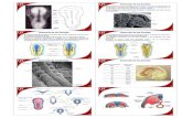 Embriologia: Formacion de capas germinales y diferenciacion incipiente_3