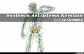 Anatomia del sistema Nervioso