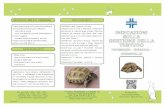 Informazioni tartaruga di terra - Clinica Veterinaria Cinisello