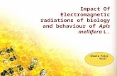 Impact Of Electromagnetic radiations of biology and behaviour of Apis mellifera L.