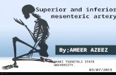 Anatomy superior Mesenteric artery