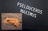 pselducerus maximus