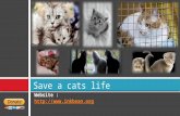 Save a cats life