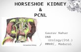 Horseshoe kidney & PCNL