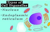 Cell organelles and functions | nucleus & endoplasmic reticulum  cell biology part 4