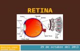 Histología de la Retina
