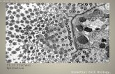 17.16 Cell Explorer Gut Epithelium- View 3