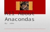 All about Anacondas