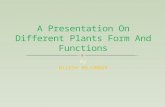 A presentation on different plants form and functions of avijit chowdhury&nilesh majumdar