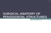 Surgical anatomy of periodontal structures,