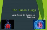 The human lungs