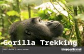 Steppes Travel | Uganda & Rwanda: Gorilla Trekking