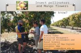 Insect pollinators and Mango flowers - Presentation from the Darwin Mango Field Day