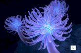 Pretty Jellyfish