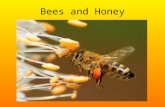 Méhek Magyarországon / Bees in Hungary