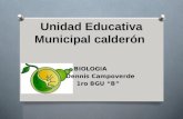 Unidad educativa municipal calderón