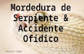 Mordedura de Serpiente & Accidente Ofídico en Colombia