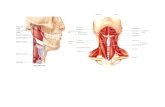 anatomi otot