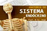 Anatomia do Sistema Endocrino -.pptx