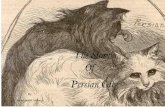 The Story of Persian Cat New