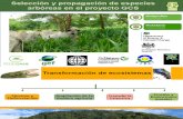 Selección y Propagación de Especies Arbóreas en El Proyecto GCS - Juan Carlos Gomez
