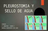 Pleurostomia Cerrada y Sello de Agua. Daniela Barrientos 3-3