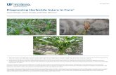 Sintomatologia de Los Diferentes Herbicidas en Maiz