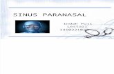 anatomi fisiologi Sinus Paranasal - Ipul